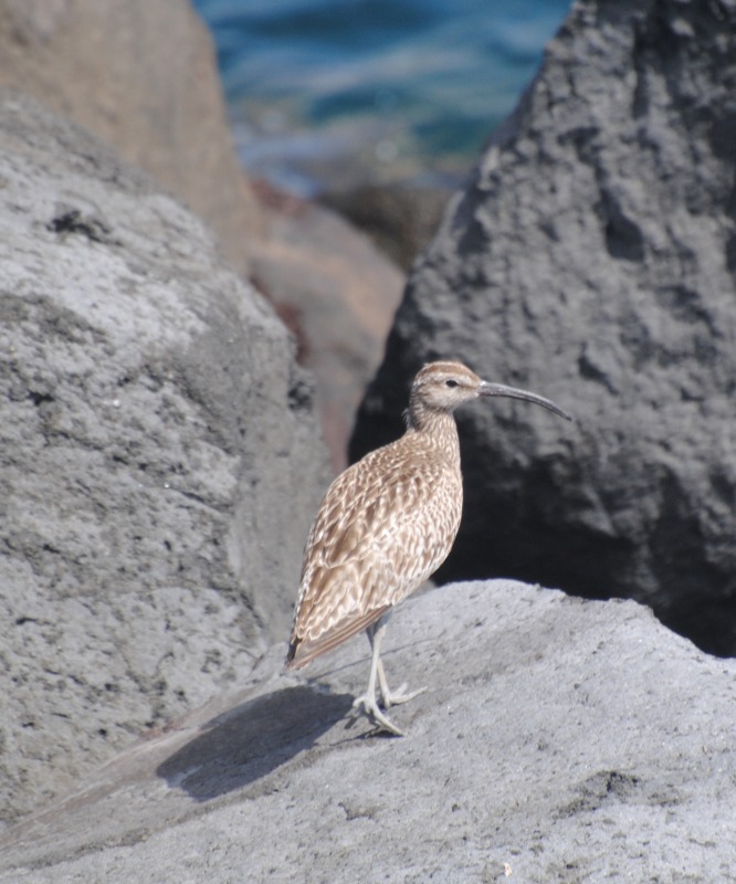 Isole Azzorre - Identificazione alcuni uccelli